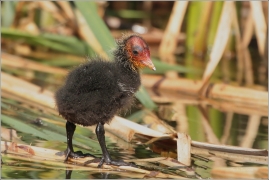 <p>LYSKA ČERNÁ (Fulica atra) ----- /Eurasian coot
Blässhunh/</p>